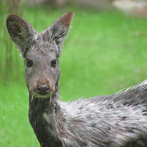 Musk Deer are on exhibit