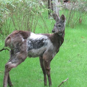Musk Deer are on exhibit