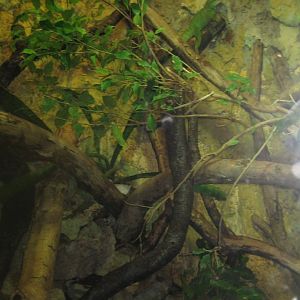 Riga Zoo - Reptile house - Tortoise/water dragon exhibit