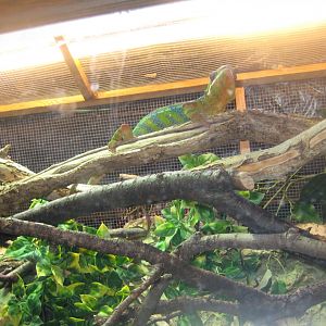 Riga Zoo - Reptile house - Chameleon/tortoise exhibit