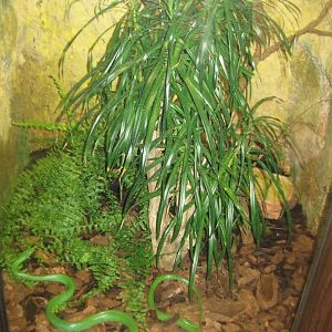 Riga Zoo - Reptile house - Rhinoceros snake exhibit