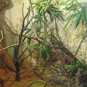 Riga Zoo - Reptile house - Frilled lizard exhibit