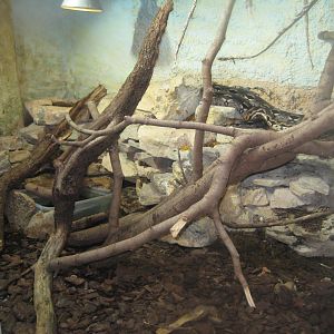 Riga Zoo - Reptile house - Boa exhibit