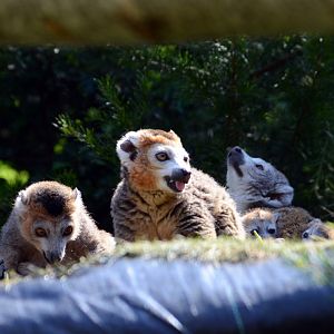 Crowned Lemur Family