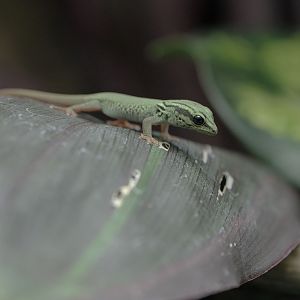 Electric blue gecko hatchling