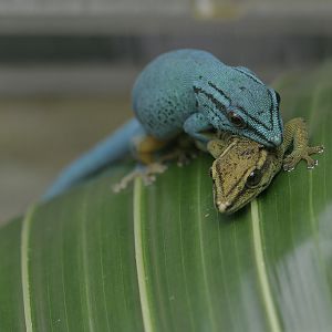 Electric blue geckos mating
