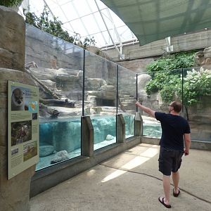 River Otter Exhibit - May 2018