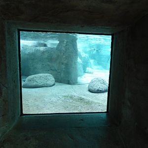 Underwater Viewing Area; River Otter Exhibit - May 2018