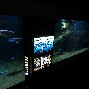 Giants of the River - May 2018