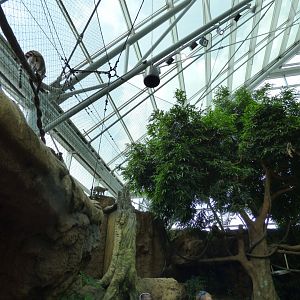 Lemur Exhibit - May 2018