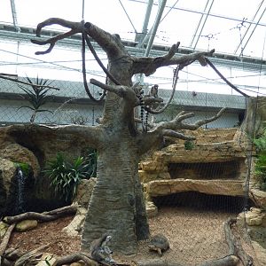 Ring Tailed Lemur Exhibit - May 2018