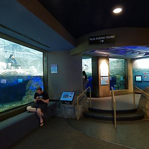 Partial View of Penguin Exhibit - May 2018