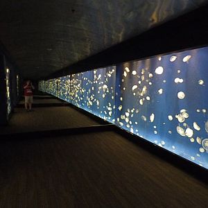 Moon Jellies Mirrored Room - May 2018