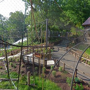 Gibbon Trails - May 2018