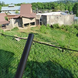 Malayan Tiger Exhibit #1 - May 2018