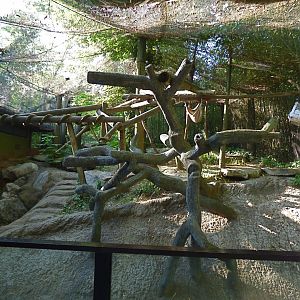 Red Panda Village (Walk Through Exhibit) - May 2018