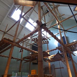 Indoor Silvered Leaf Langur Exhibit - May 2018