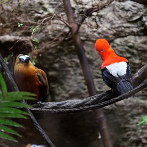 Capuchinbird and Andean cock-of-the-rock