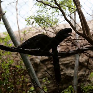Long-wattled umbrellabird (Cephalopterus penduliger)