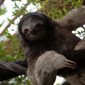 Brown-throated sloth (Bradypus variegatus)