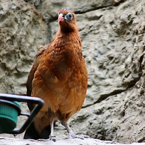 Nocturnal curassow (Nothocrax urumutum)