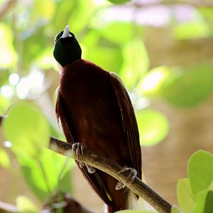 Lesser bird-of-paradise (Paradisaea minor)