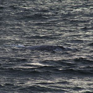 Grey Whale