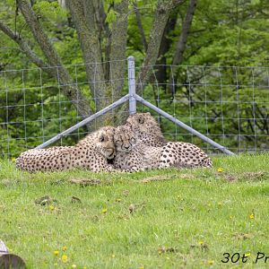 Cheetah Cub Nap Time