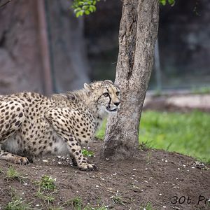 One of the one year old cheetah cubs