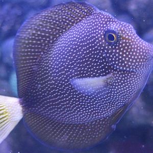 Spotted tang - Zebrasoma gemmatum - with open fins