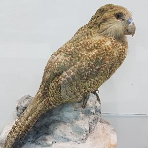 Kakapo