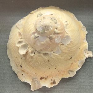 Xenophora with other shells