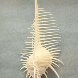 Murex pecten