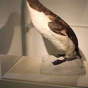 Great auk