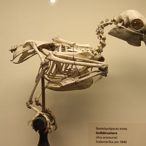 Skeleton Blue and yellow macaw