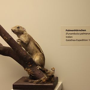 Indian palm squirrel