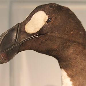Great auk