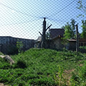Malayan Tiger Exhibit #2 - May 2018