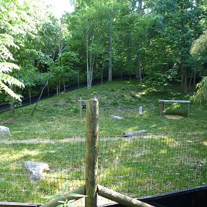 Yellow Backed Duiker Exhibit - May 2018