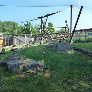 Baboon Exhibit - May 2018