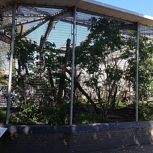 Enclosure North american porcupine