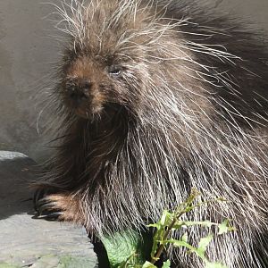 North american porcupine