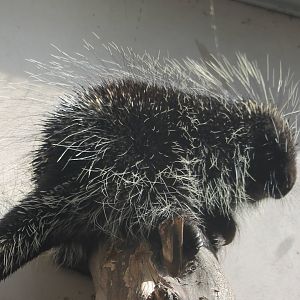North american porcupine