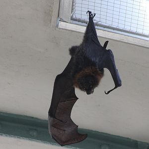 Rodrigues flying fox