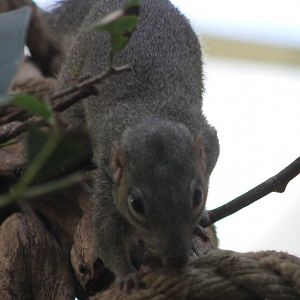 Tree shrew