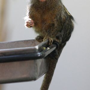Pygmy marmoset