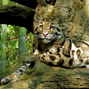 Clouded Leopard - May 2018