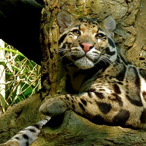 Clouded Leopard - May 2018