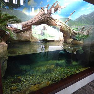 Mixed Species Exhibit (Expedition Peru) - May 2018