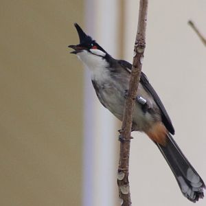 Red-whiskered bulbul